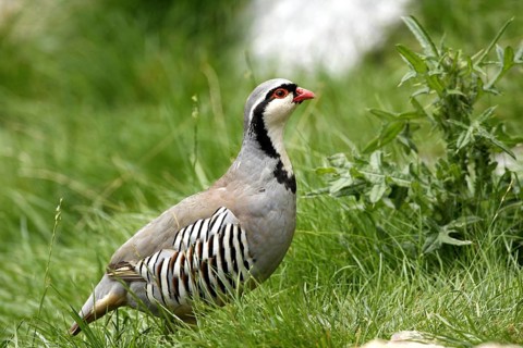 Rock Partridge