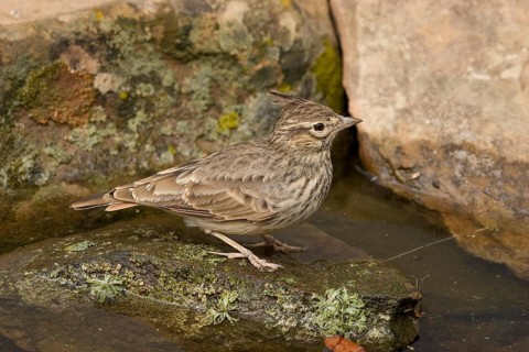 Crested Lark