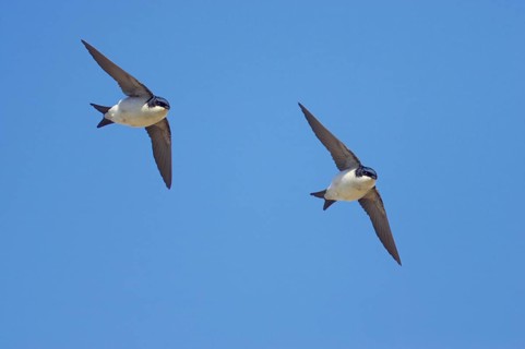 Common house martins