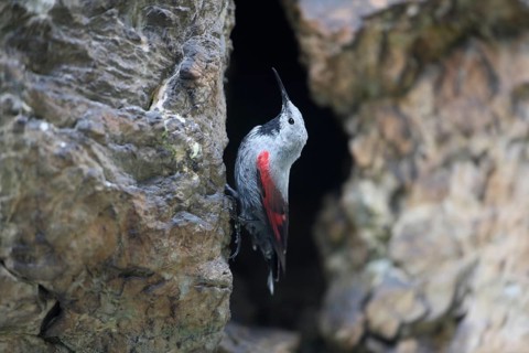 Wallcreeper