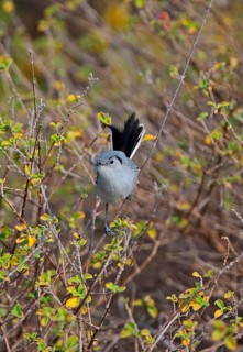 Cuban Gnatcatcher