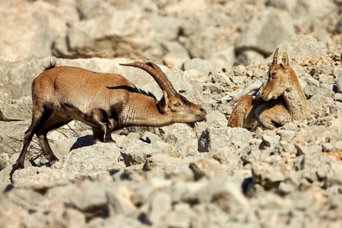 Southeastern Spanish Ibex