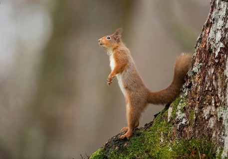 Eurasian red squirrel