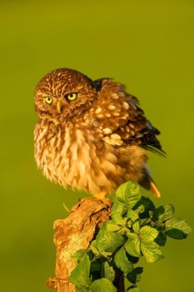 Little Owl