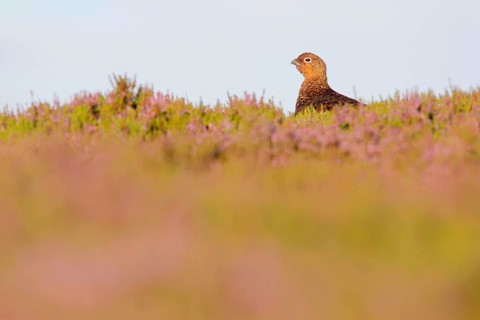 Scottish Grouse