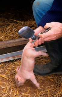 Pig farming
