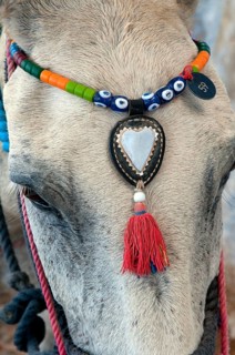 Donkey