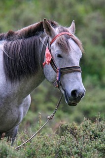 Pony