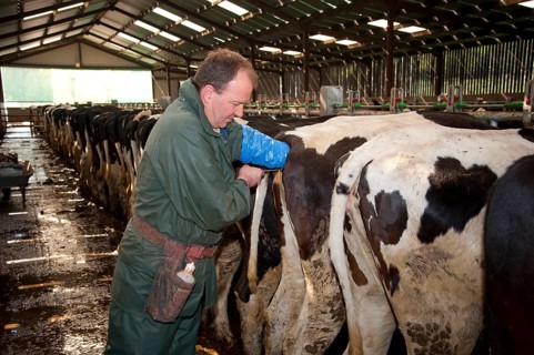 Dairy farming