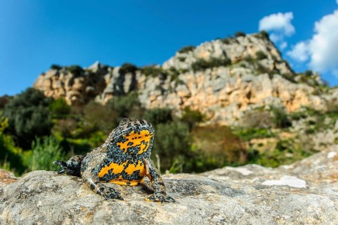 Apennine Yellow-bellied Toad