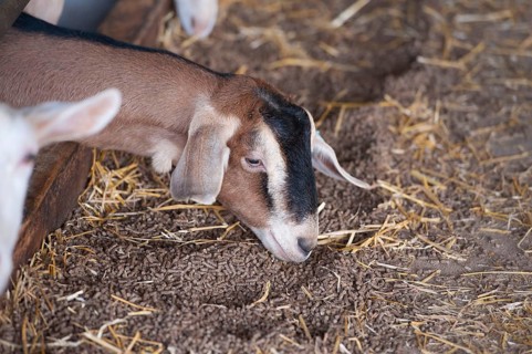 Domestic goat