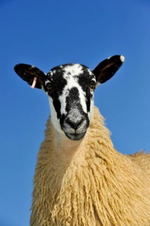 Domestic Sheep