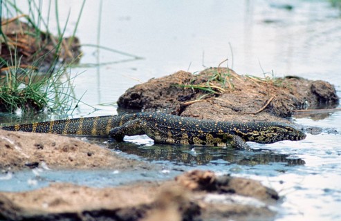 Nile monitors