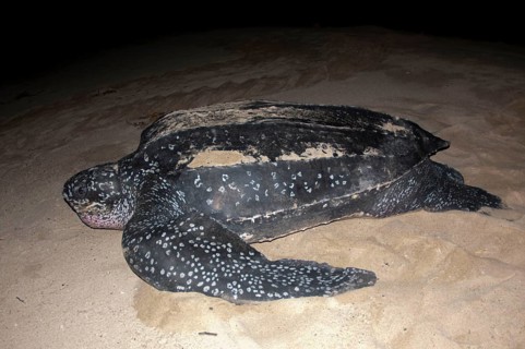 Leatherback sea turtle