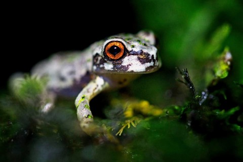 Tree Frog