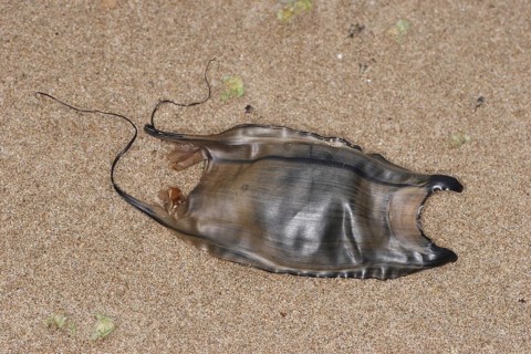 Small-eyed Ray