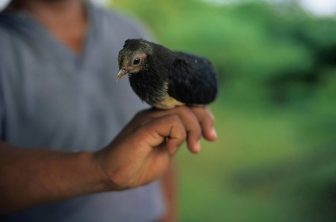 Hammer chicken