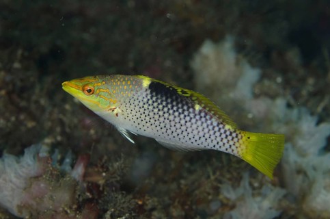 Checkerboard Wrasse