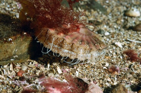Great Scallop