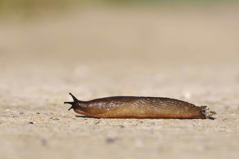 Red Slug