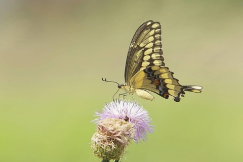 Giant Swallowtail