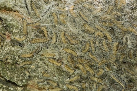 Oak Processionary Moth
