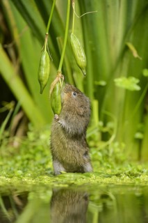 European water vole