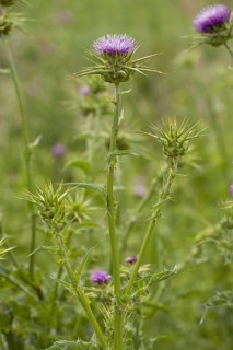 Carduus marianum