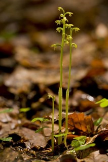 Early Coralroot