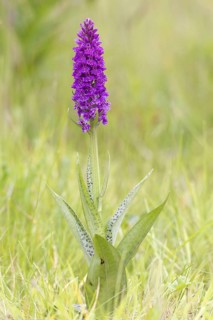 Northern Marsh Orchid