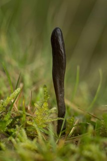 Black Earth-tongue