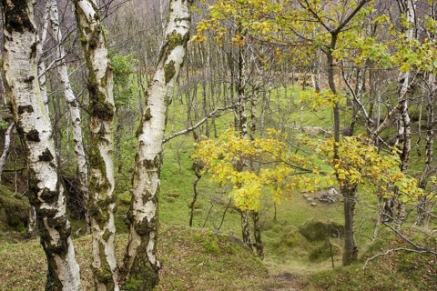 Warty birch