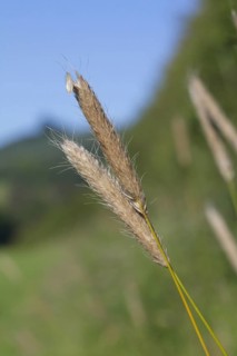 Meadow foxtail