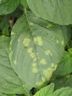 Bent-back amaranth