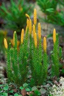 Bristly club-moss