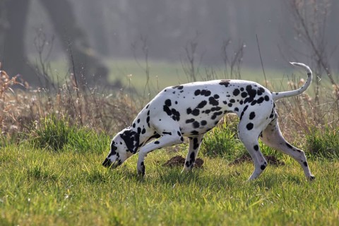 Dalmatian sniffing in the field