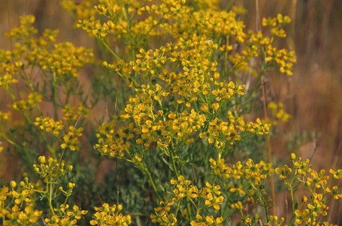 Wine rue