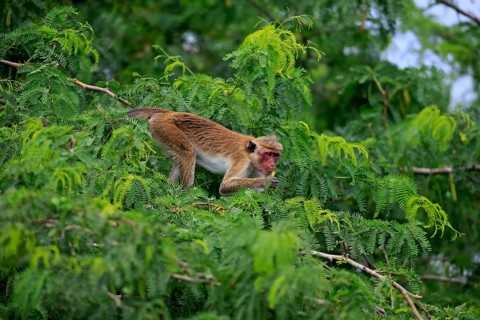 Toque macaque