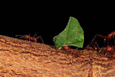 Leafcutter ant