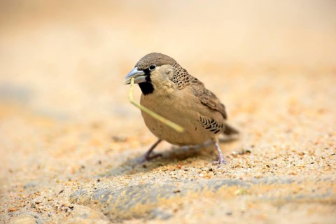 Sociable Weaver