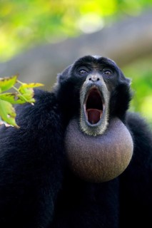 Siamang