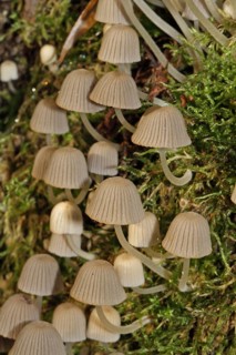 Fairy Ink Cap