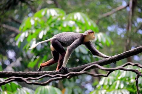 Douc