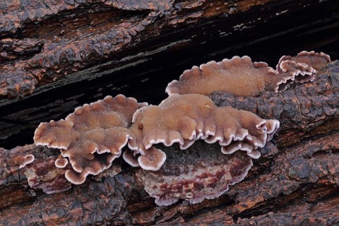 Purple layer fungus