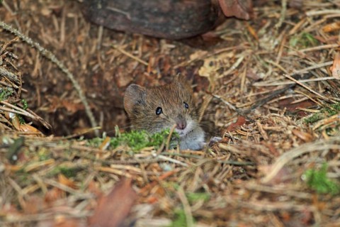 Red-backed vole