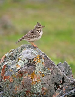 Thekla lark