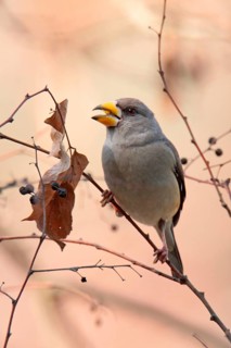 Coccothraustes migratorius
