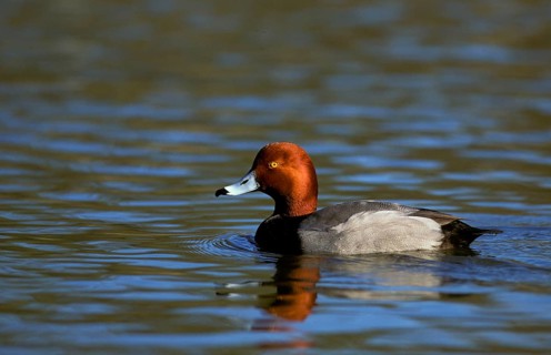 Red-headed Duck