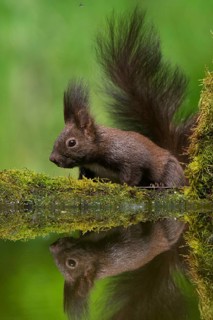 Eurasian Red Squirrel