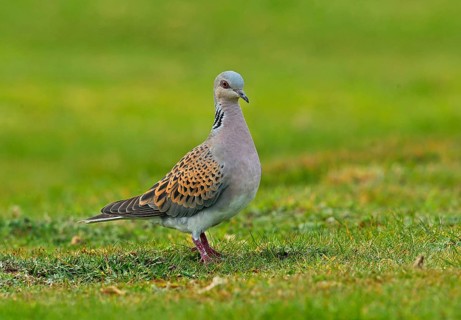 Turtle doves